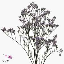Срезанные цветы оптом Limonium safora lilac от 50шт из Голландии с доставкой по России