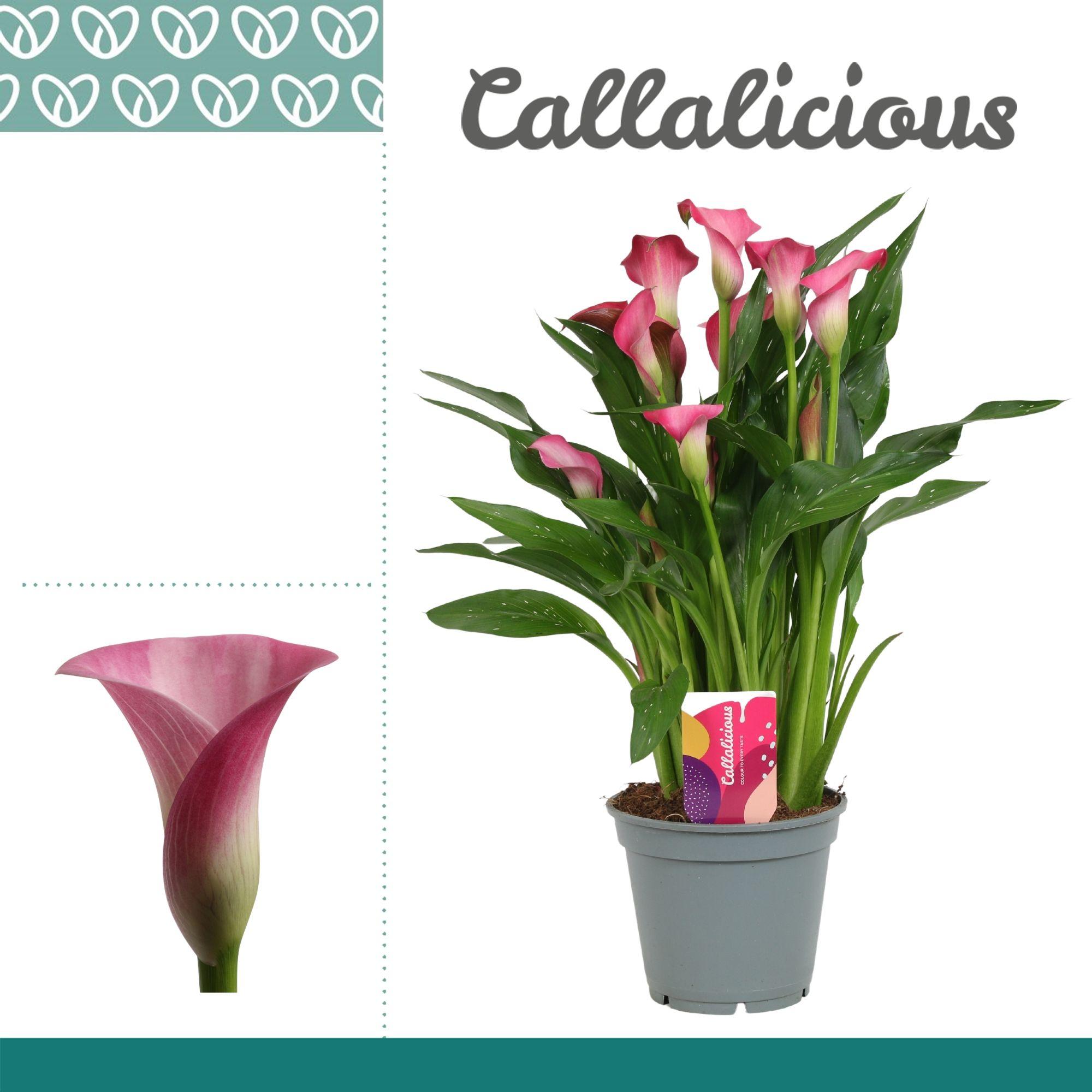 Горшечные цветы и растения оптом Zantedeschia Pink от 6шт из Голландии с доставкой по России