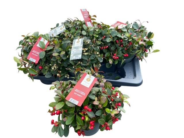 Горшечные цветы и растения оптом Gaulth Procumbens от 6шт из Голландии с доставкой по России