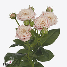 Срезанные цветы оптом Rosa spray peach yo-yo от 30шт из Голландии с доставкой по России