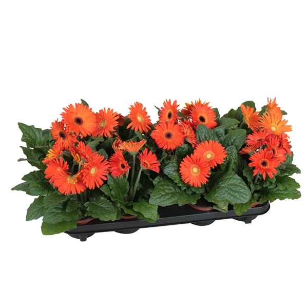 Горшечные цветы и растения оптом Gerbera Excellent Orange 2+ от 10шт из Голландии с доставкой по России