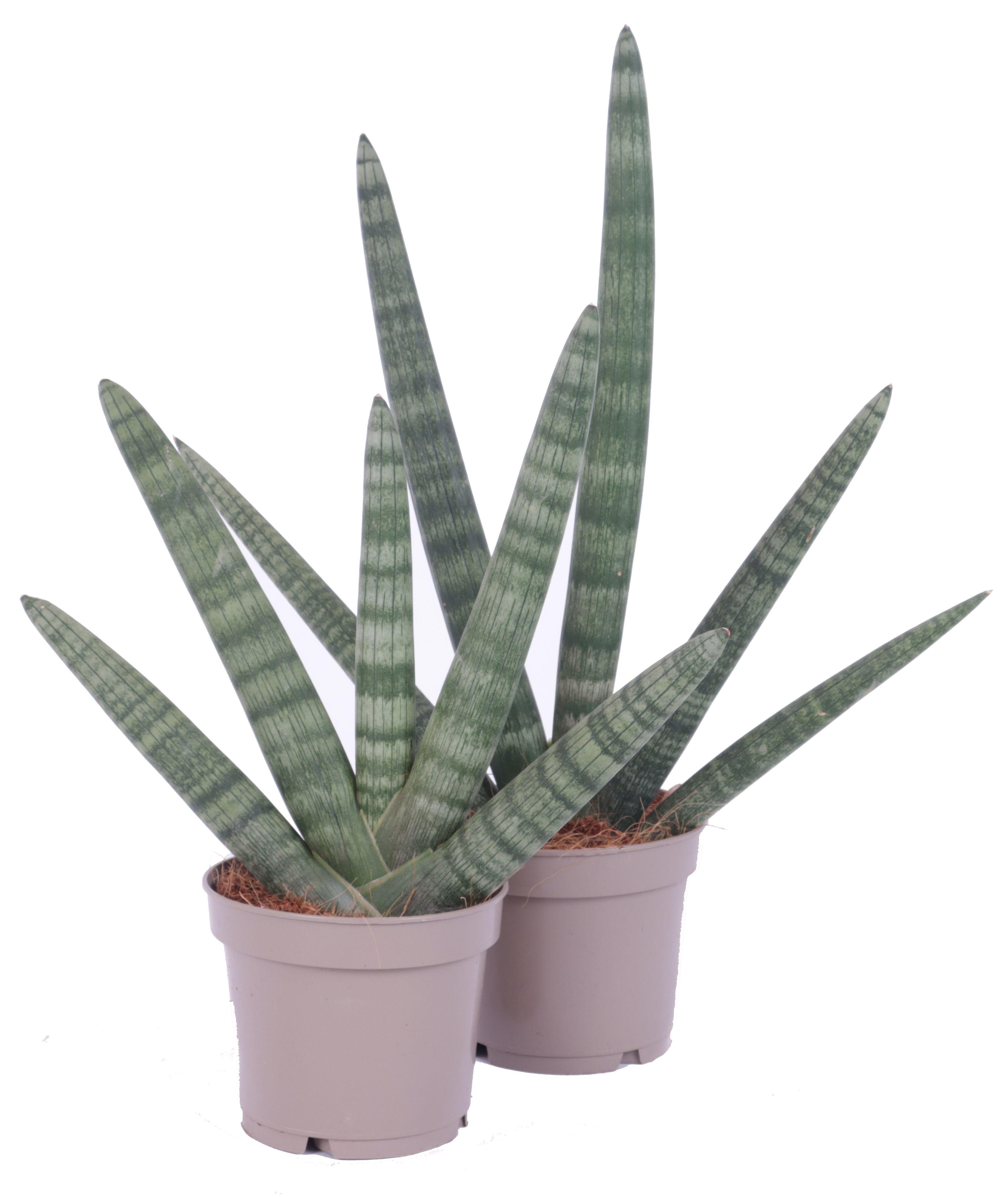 Горшечные цветы и растения оптом Sansevieria Cylindrica Handshake Ø12cm от 5шт из Голландии с доставкой по России