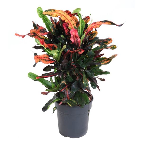 Горшечные цветы и растения оптом Codiaeum Mammi Branched от 1шт из Голландии с доставкой по России