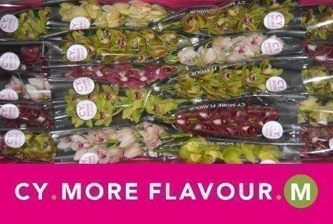 Срезанные цветы оптом Minicymbidium mix от 20шт из Голландии с доставкой по России