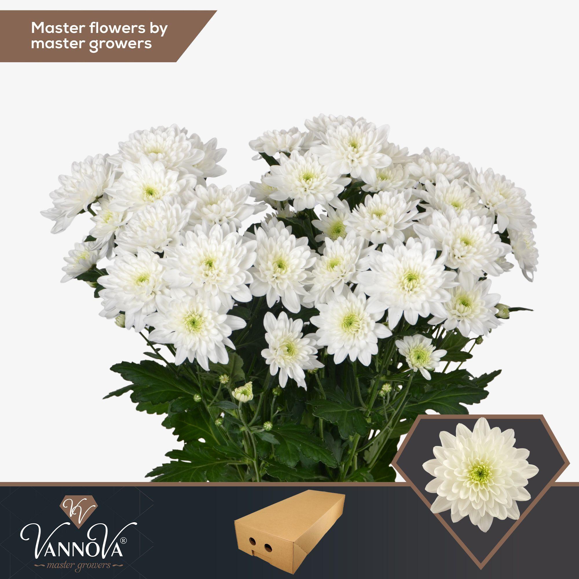 Срезанные цветы оптом Chrys sp pina colada от 80шт. из Голландии с доставкой по России