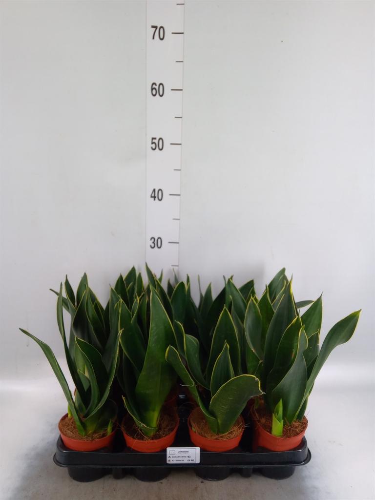 Горшечные цветы и растения оптом Sansevieria Trifa.   ... от 12шт (для телеги) из Голландии с доставкой по России