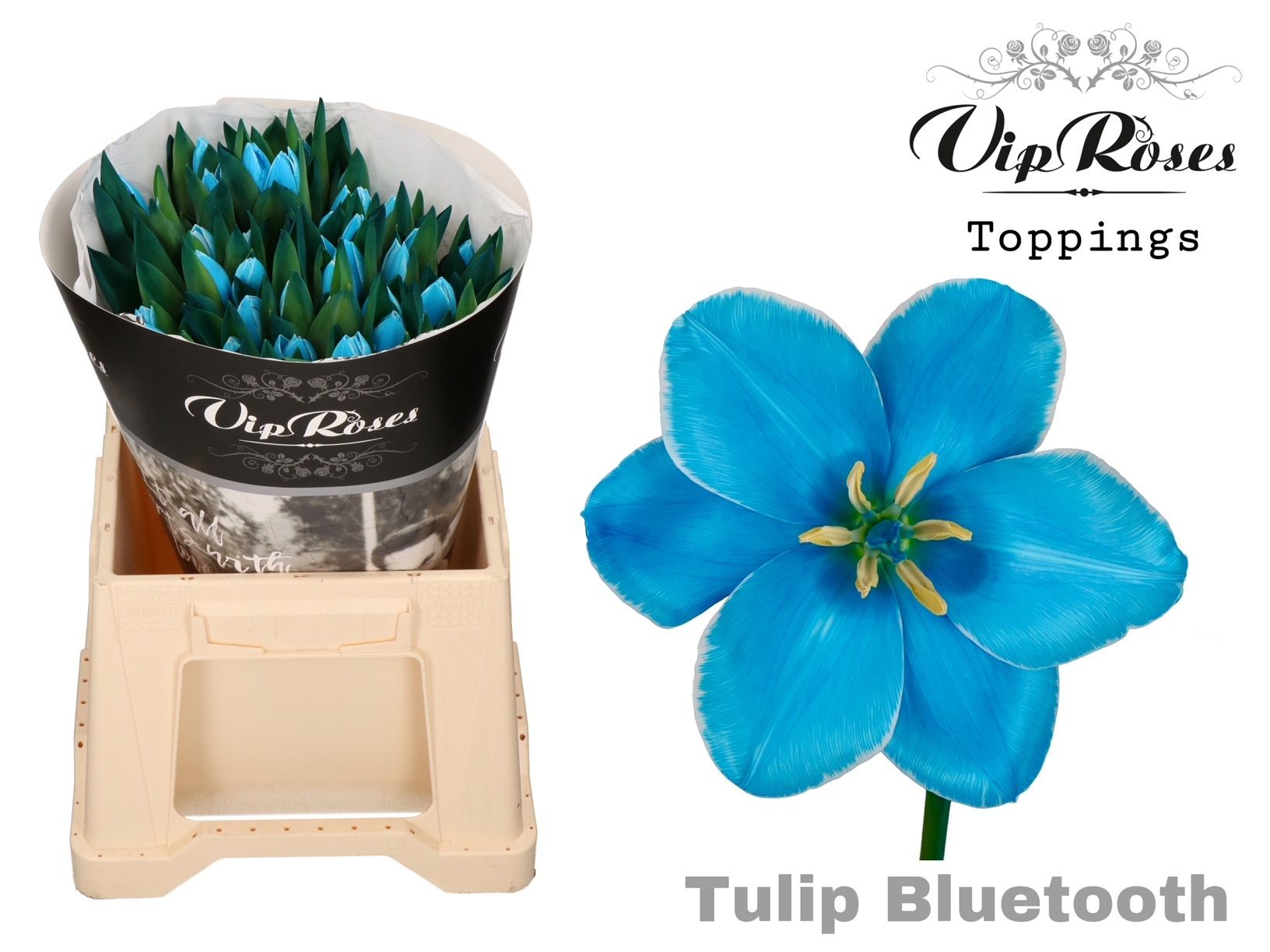 Срезанные цветы оптом Tulipa si paint bluetooth от 50шт из Голландии с доставкой по России