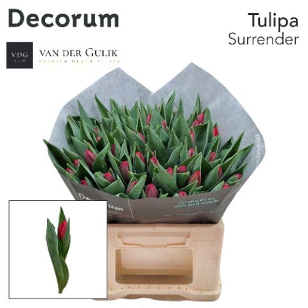 Срезанные цветы оптом Tulipa si surrender от 50шт из Голландии с доставкой по России