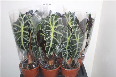 Горшечные цветы и растения оптом Aloc Polly от 6шт (для телеги) из Голландии с доставкой по России