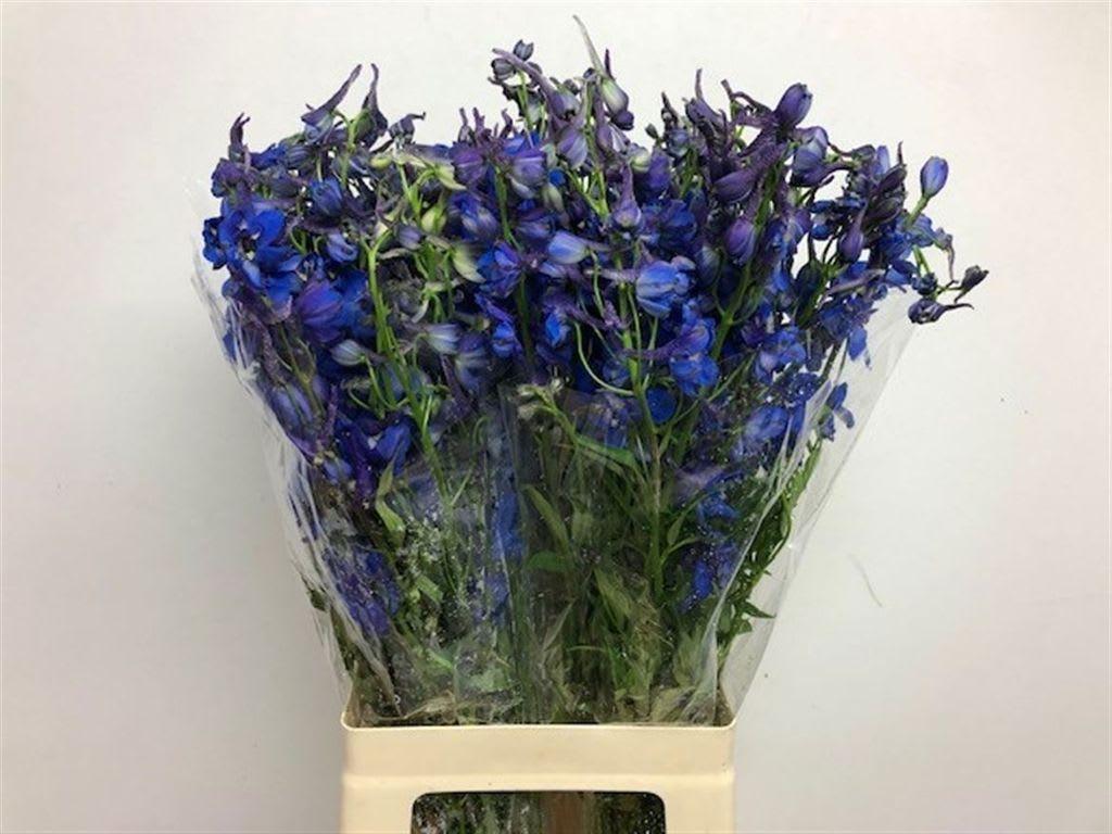 Срезанные цветы оптом Delphinium si donna от 40шт из Голландии с доставкой по России