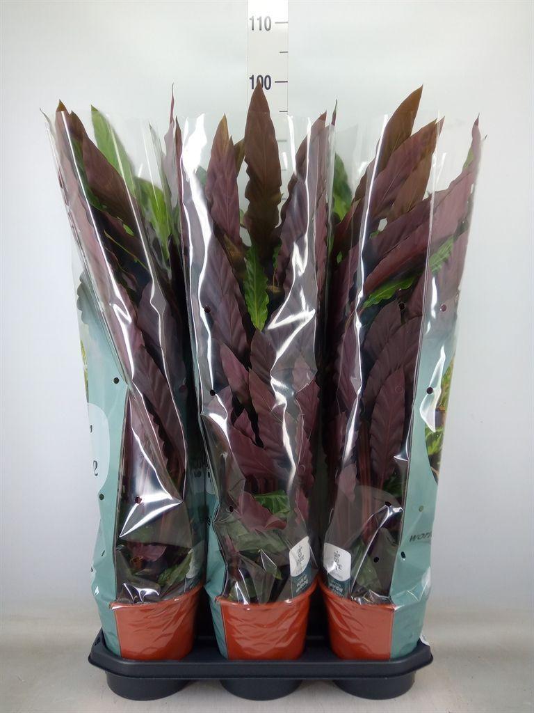 Горшечные цветы и растения оптом Calathea Rufibarba от 3шт из Голландии с доставкой по России