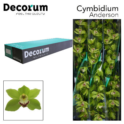 Срезанные цветы оптом Cymbidium green anderson от 8шт. из Голландии с доставкой по России