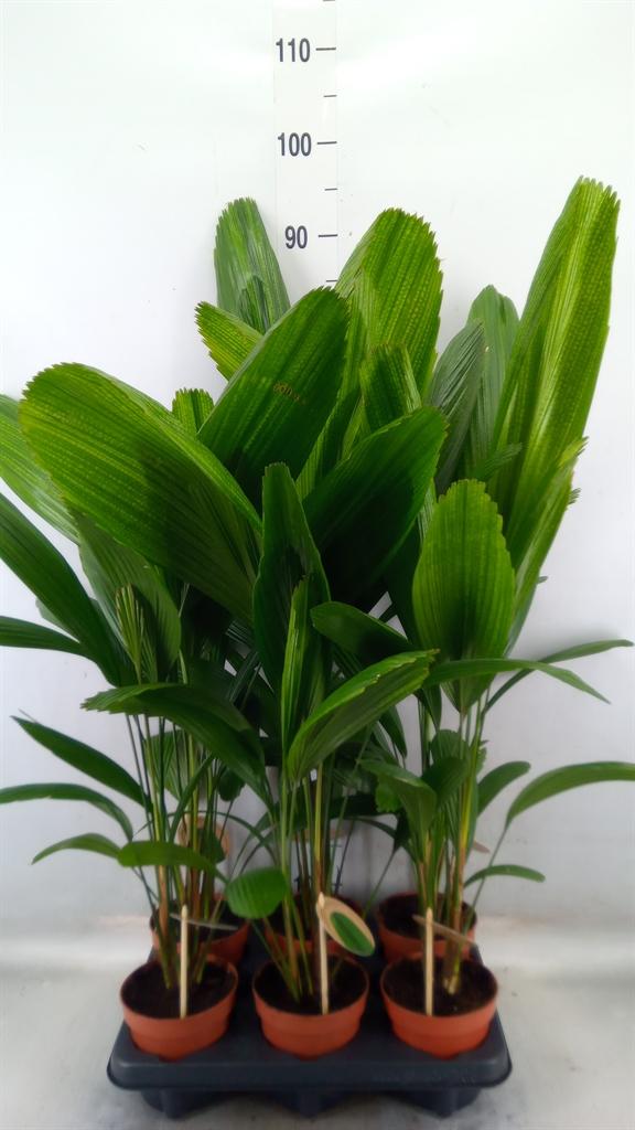 Горшечные цветы и растения оптом Licuala от 6шт из Голландии с доставкой по России