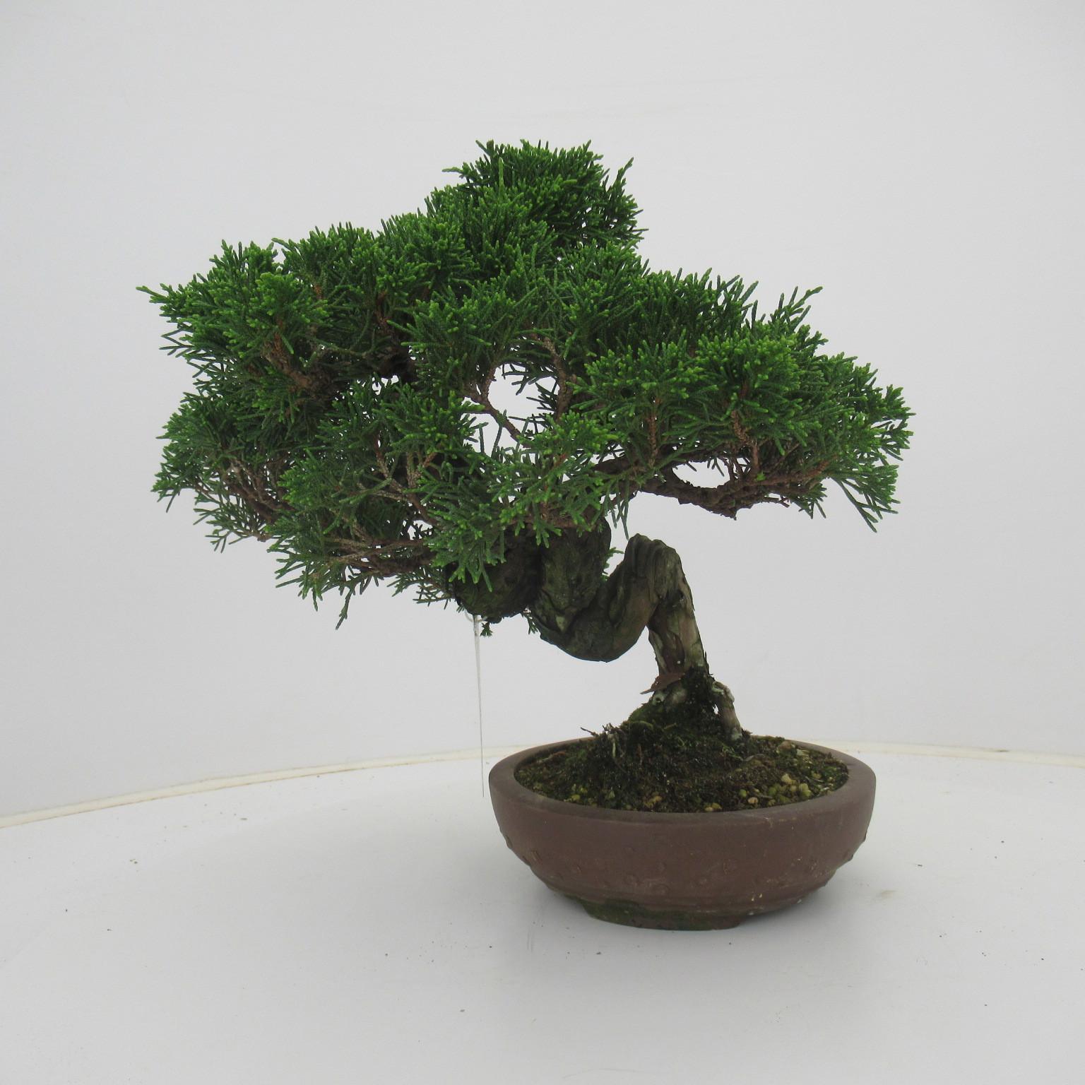 Горшечные цветы и растения оптом Juniperus Chinensis, 16 Cm., Height 31 Cm. (single от 1шт из Голландии с доставкой по России