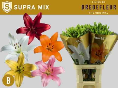 Срезанные цветы оптом Lilium la mix Supra Bredefleur от 50шт из Голландии с доставкой по России