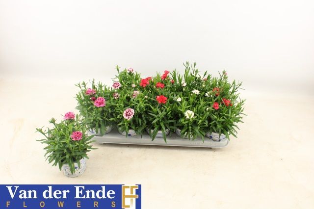 Горшечные цветы и растения оптом Dian Osc Gem от 10шт из Голландии с доставкой по России