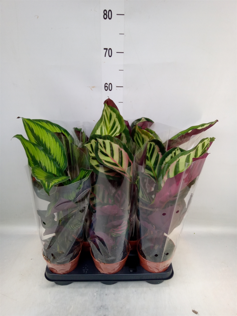 Горшечные цветы и растения оптом Calathea   ...mix от 8шт из Голландии с доставкой по России