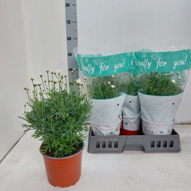 Горшечные цветы и растения оптом Arg Ov от 5шт из Голландии с доставкой по России