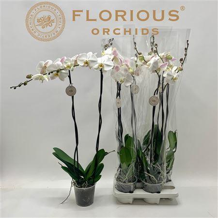 Горшечные цветы и растения оптом Phal Ov Wit 2 Branches 16+ Spring Deal от 4шт из Голландии с доставкой по России