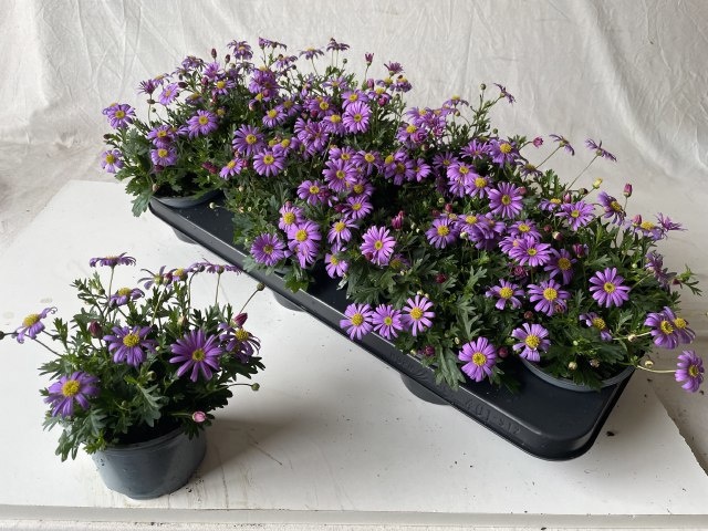 Горшечные цветы и растения оптом Brach Bras Violet от 12шт из Голландии с доставкой по России