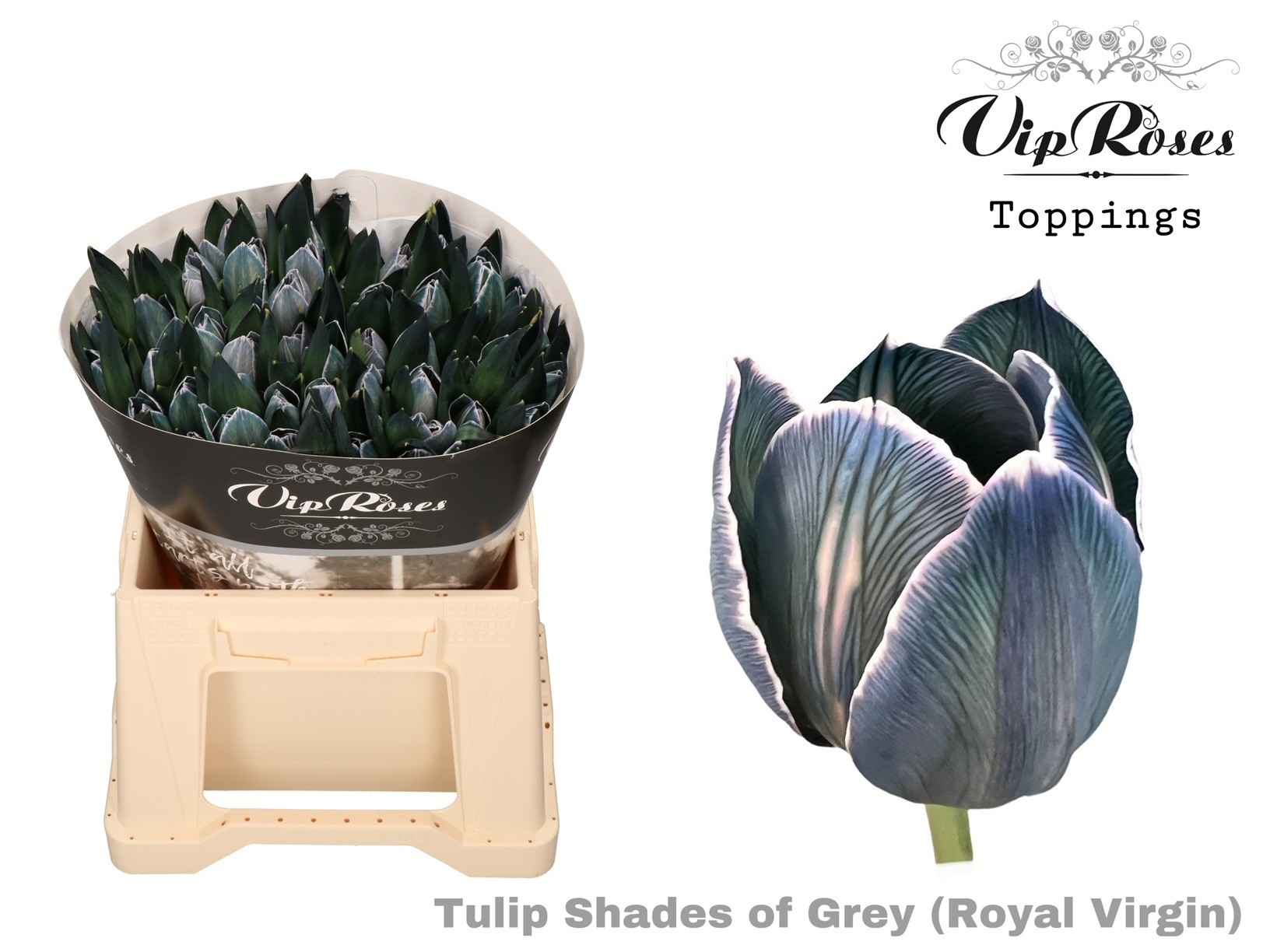 Срезанные цветы оптом Tulipa si paint shades of grey от 50шт из Голландии с доставкой по России