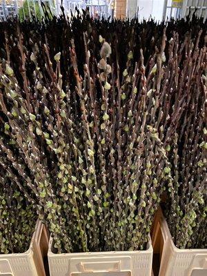 Срезанные цветы оптом Salix pussy willow natural green от 100шт из Голландии с доставкой по России