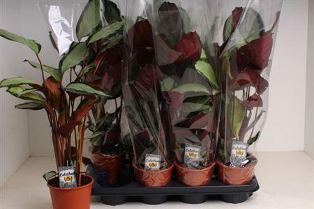 Горшечные цветы и растения оптом Calat Pict Argentea от 8шт из Голландии с доставкой по России