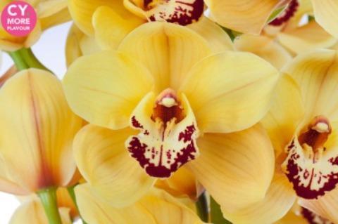 Срезанные цветы оптом Cymbidium yellow rijsenhout от 6шт из Голландии с доставкой по России
