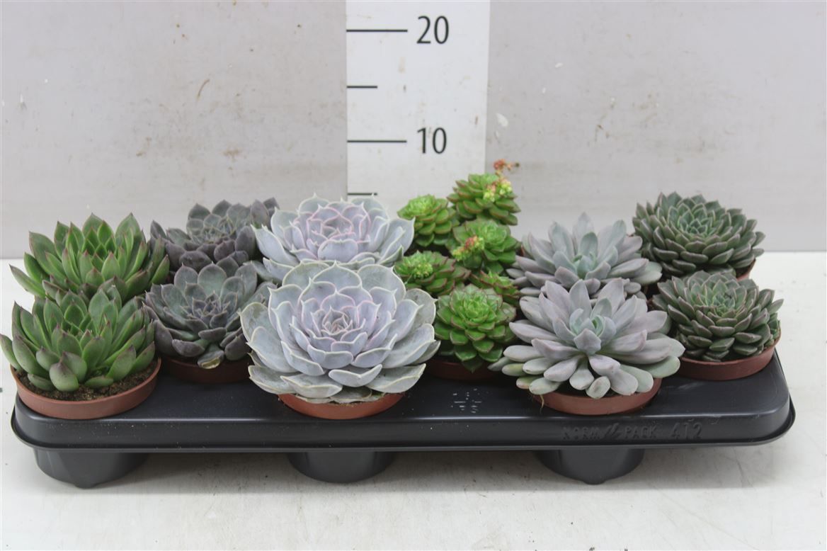 Горшечные цветы и растения оптом Echeveria Gemengd от 12шт из Голландии с доставкой по России