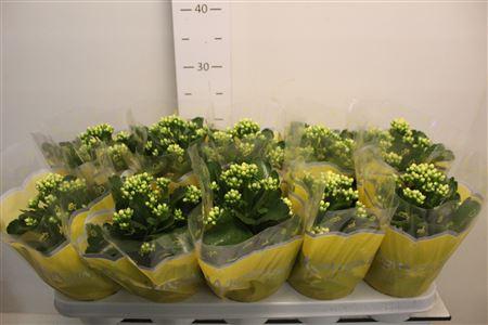 Горшечные цветы и растения оптом Kal Ge Sfinx Yellow от 10шт из Голландии с доставкой по России