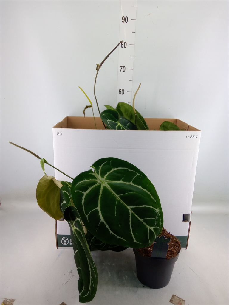 Горшечные цветы и растения оптом Anthurium Clarinervium от 4шт из Голландии с доставкой по России