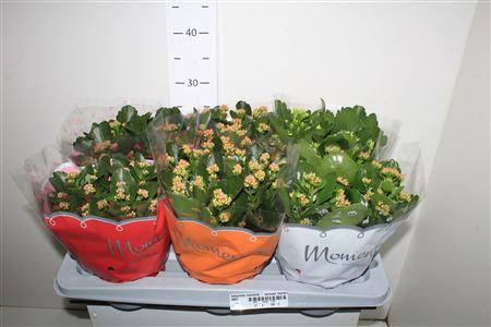 Горшечные цветы и растения оптом Kalanchoe Moments - Summer Moments от 6шт из Голландии с доставкой по России