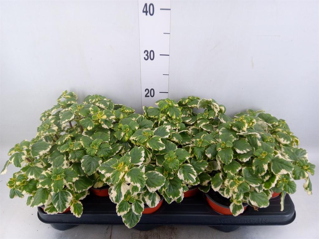 Горшечные цветы и растения оптом Plectranthus   ... от 12шт из Голландии с доставкой по России