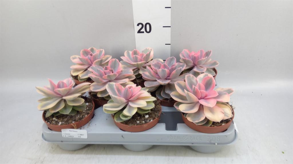 Горшечные цветы и растения оптом Echeveria ... от 6шт из Голландии с доставкой по России