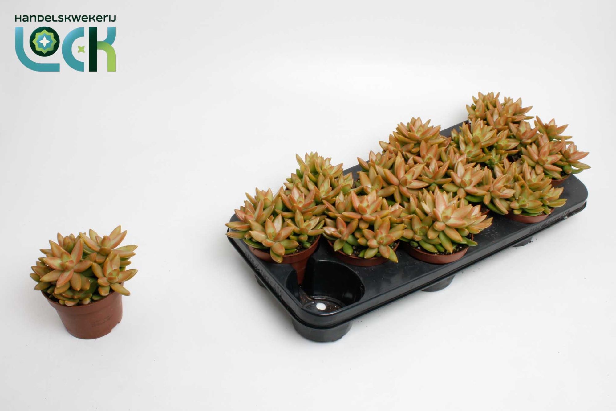 Горшечные цветы и растения оптом Sedum Adolphii от 9шт из Голландии с доставкой по России