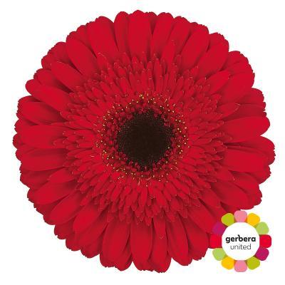 Срезанные цветы оптом Gerbera dynamic от 25шт из Голландии с доставкой по России