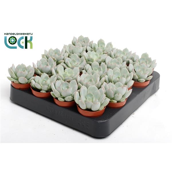 Горшечные цветы и растения оптом Echeveria Secunda от 20шт (для телеги) из Голландии с доставкой по России