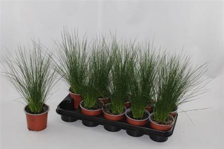 Горшечные цветы и растения оптом Juncus Penc Grass от 10шт из Голландии с доставкой по России