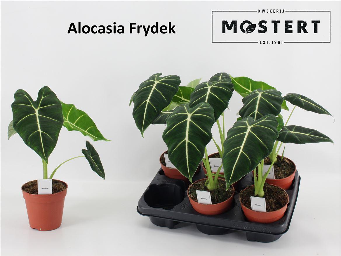 Горшечные цветы и растения оптом Alocasia Frydek от 6шт (для телеги) из Голландии с доставкой по России