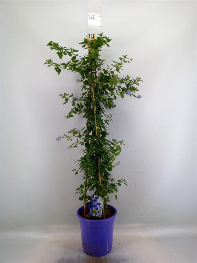 Горшечные цветы и растения оптом Ceanothus Thyrsiflorus Var. Repens от 1шт из Голландии с доставкой по России