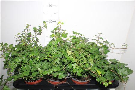 Горшечные цветы и растения оптом Hed He Wonder от 8шт из Голландии с доставкой по России