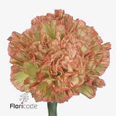 Срезанные цветы оптом Dianthus st nowo от 80шт из Голландии с доставкой по России