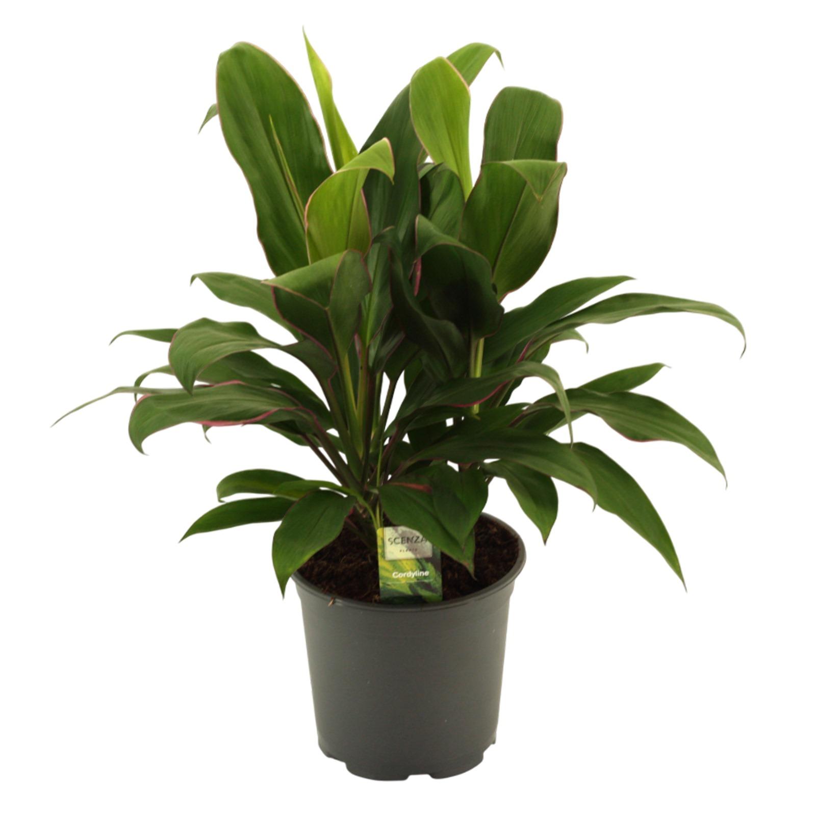 Горшечные цветы и растения оптом Cordyline Glauca 3pp от 5шт из Голландии с доставкой по России