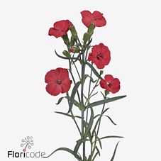 Срезанные цветы оптом Dianthus sp solomio ruby от 60шт из Голландии с доставкой по России