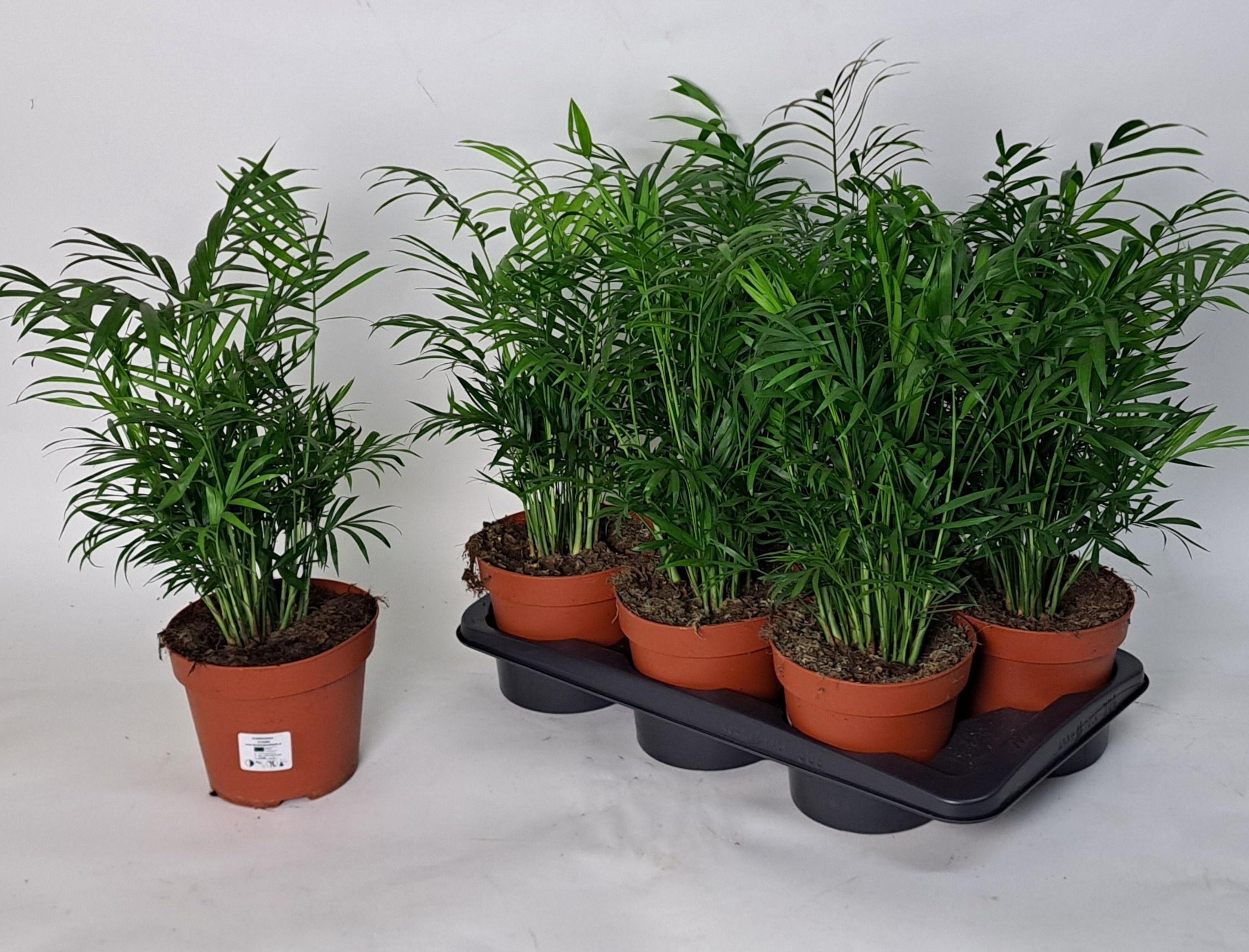 Горшечные цветы и растения оптом Chamaed Elegans от 6шт из Голландии с доставкой по России