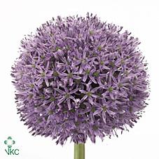 Срезанные цветы оптом Allium gladiator от 40шт из Голландии с доставкой по России