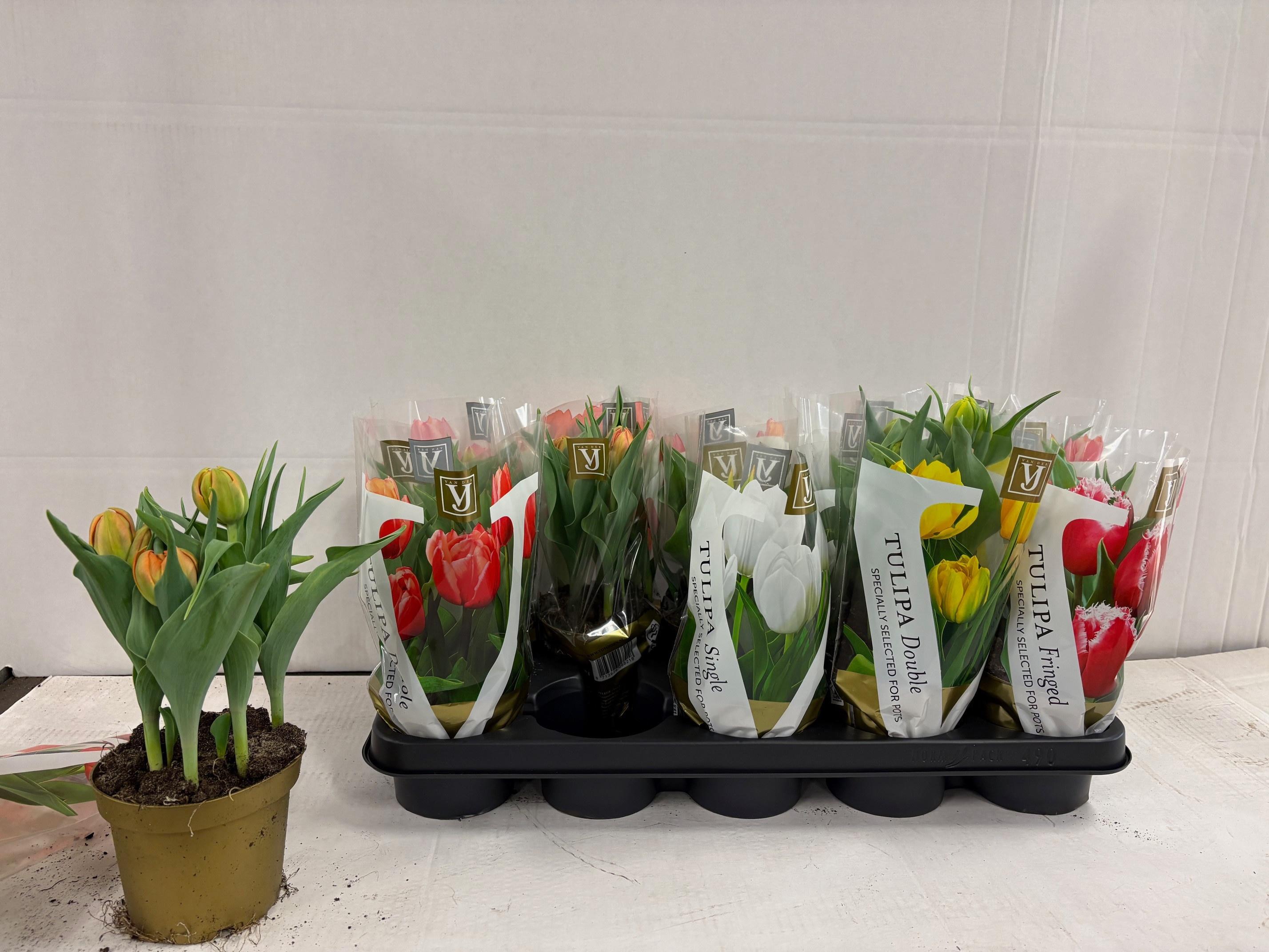 Горшечные цветы и растения оптом Tul Princess Gem от 10шт из Голландии с доставкой по России