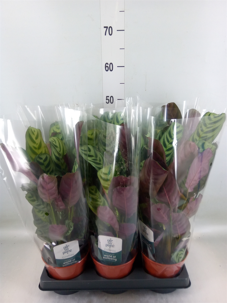 Горшечные цветы и растения оптом Ctenanthe Burle-marxii от 6шт из Голландии с доставкой по России