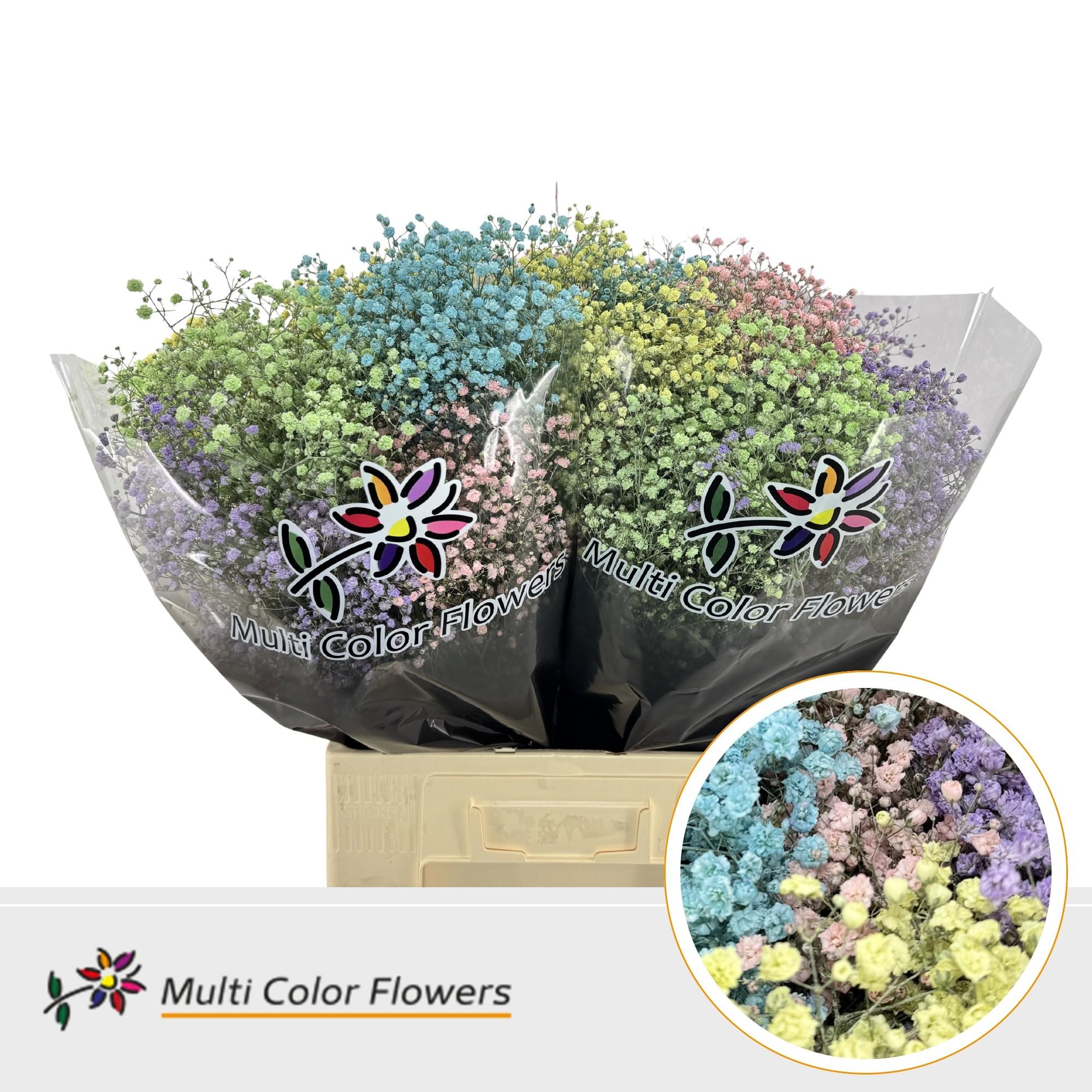 Срезанные цветы оптом Gyps large paint mix pastel от 100шт из Голландии с доставкой по России Срезанные цветы оптом Gyps large paint mix pastel от 100шт из Голландии с доставкой по России