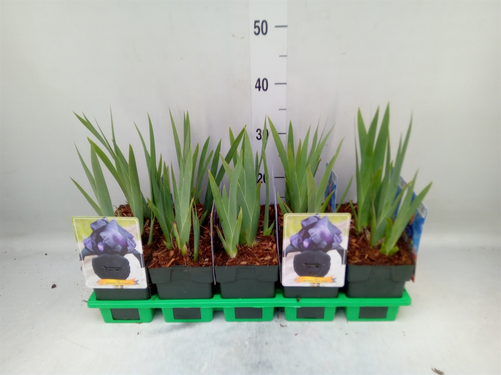 Горшечные цветы и растения оптом Iris Germanica от 10шт из Голландии с доставкой по России